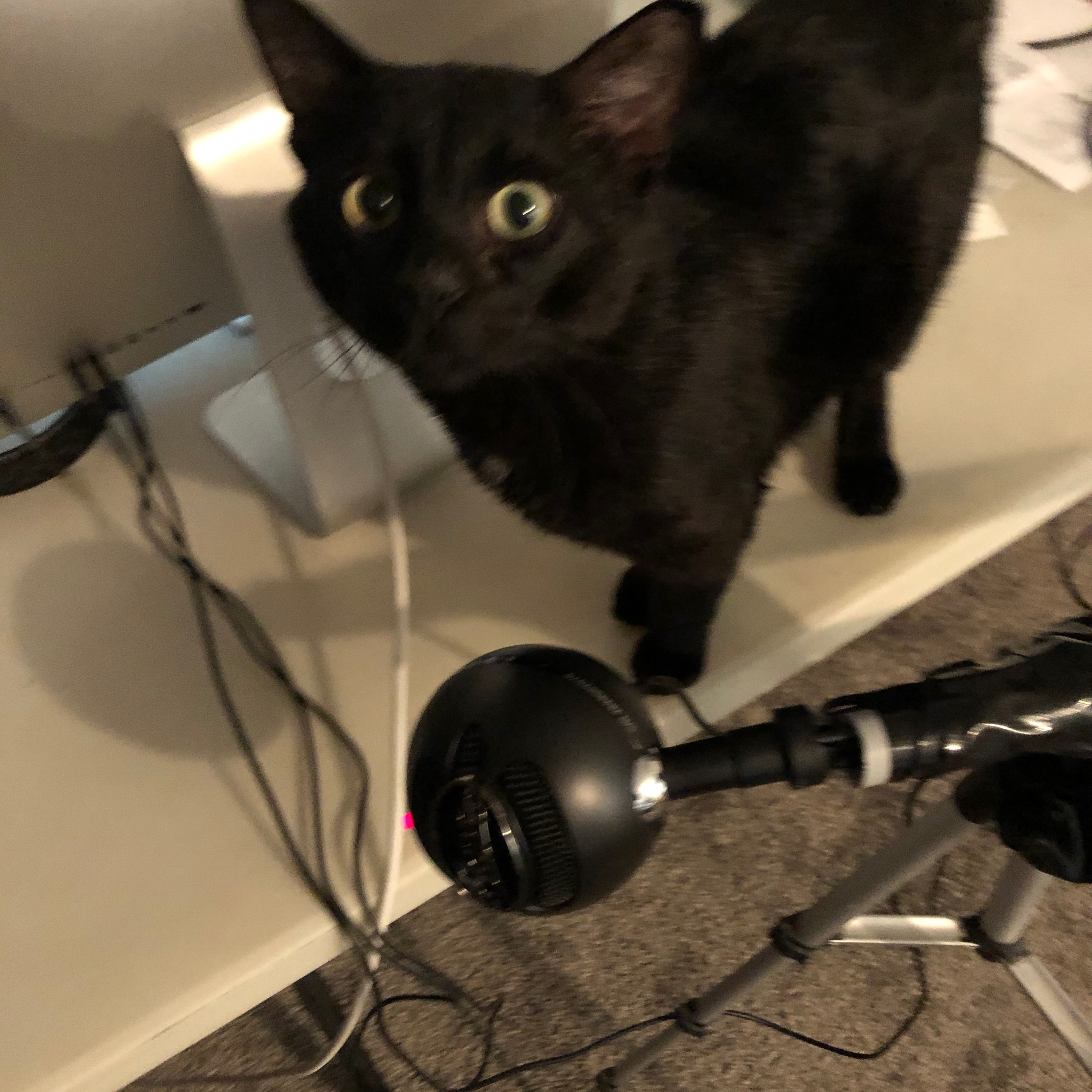 Become Fearless- Home workouts, the good the bad and I hate some.