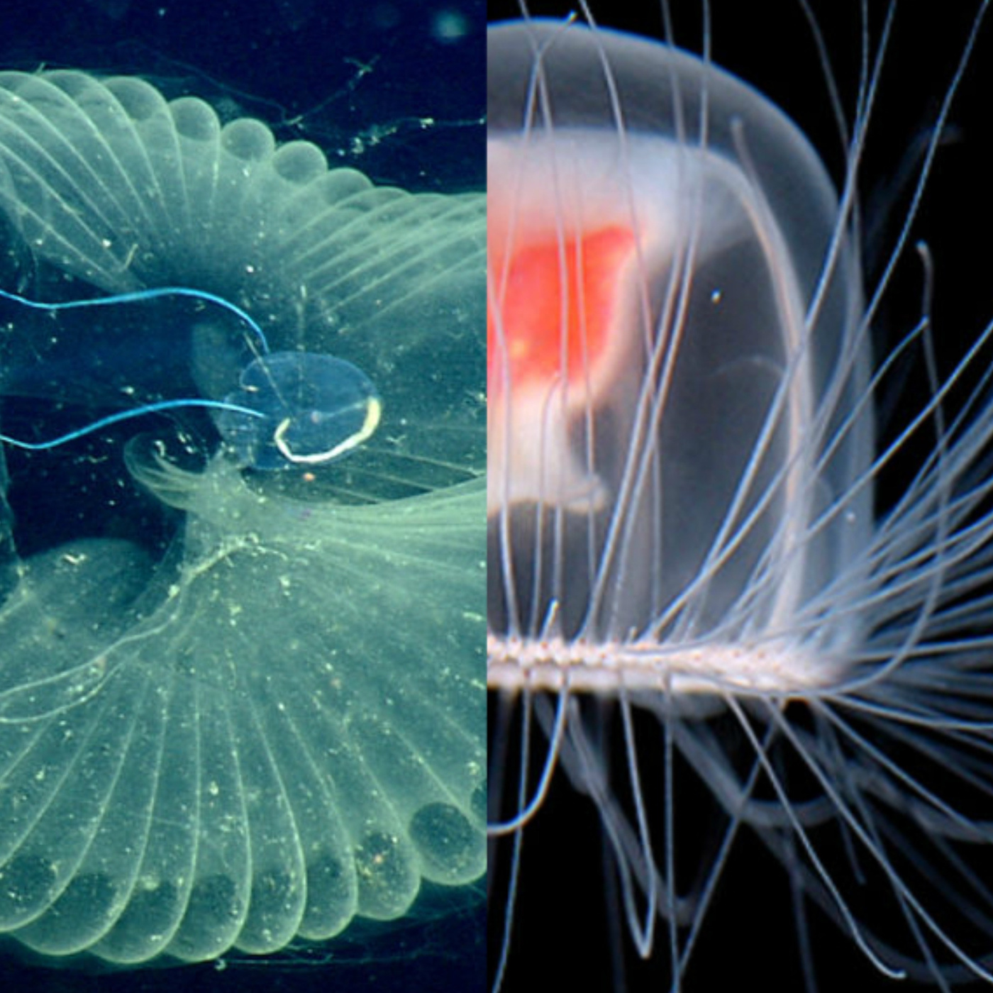 Ocean Lovin' 2 - Jellies and Larvaceans