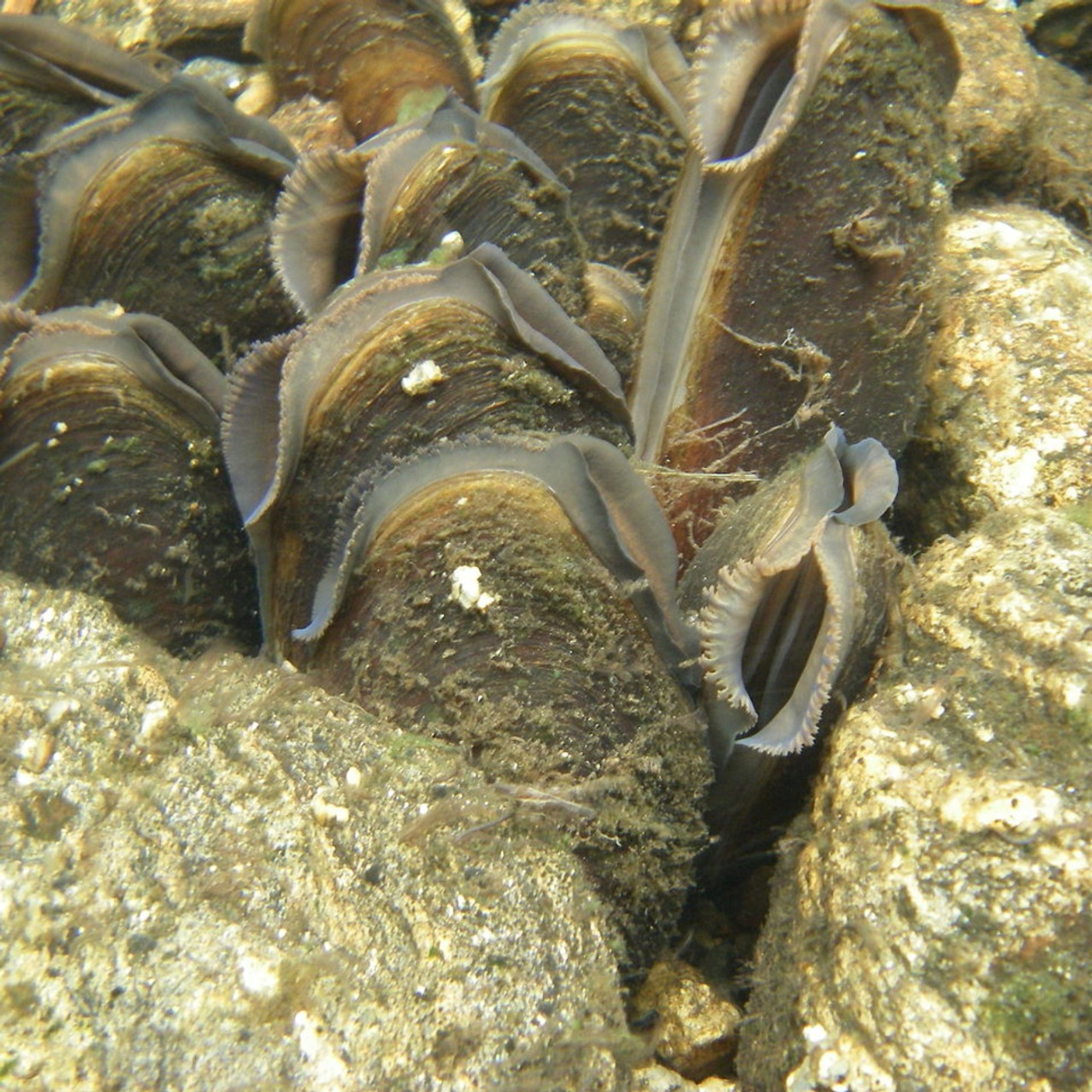 Ocean Lovin 2020 - Freshwater Mussels