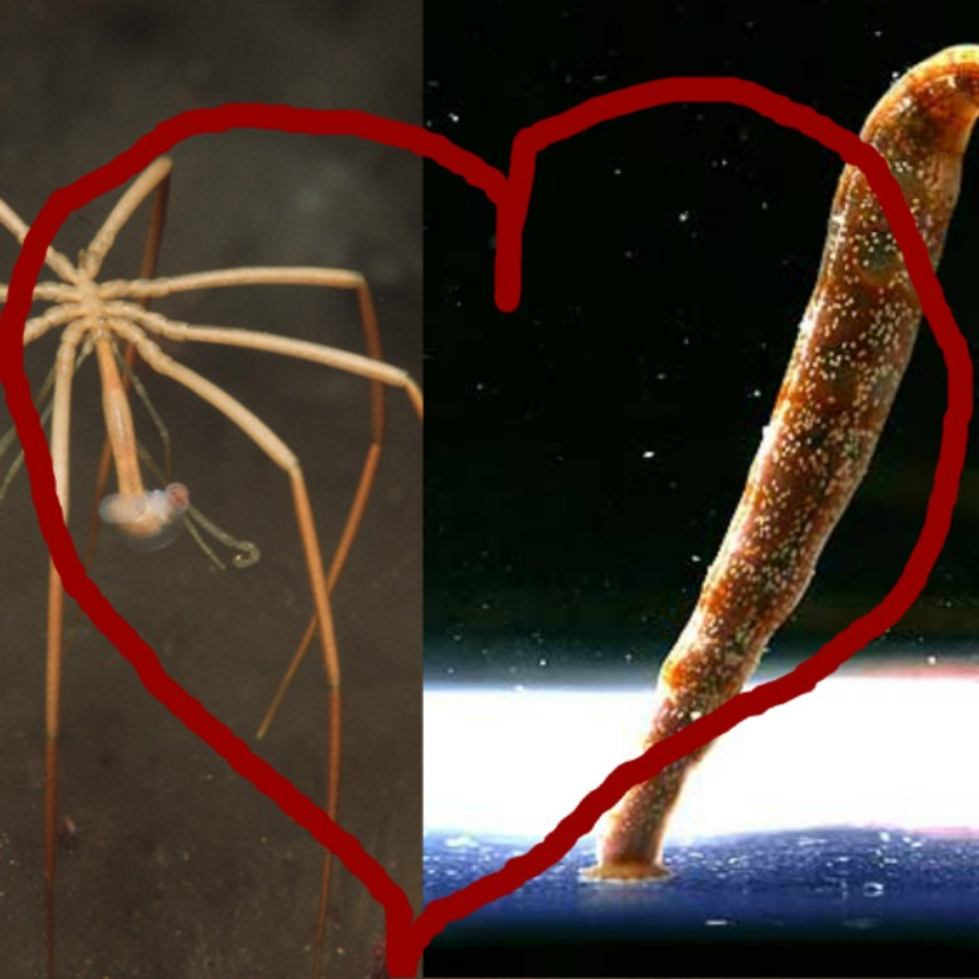 Ocean Lovin' 2 - A Pycnogonid and Leech Love Story
