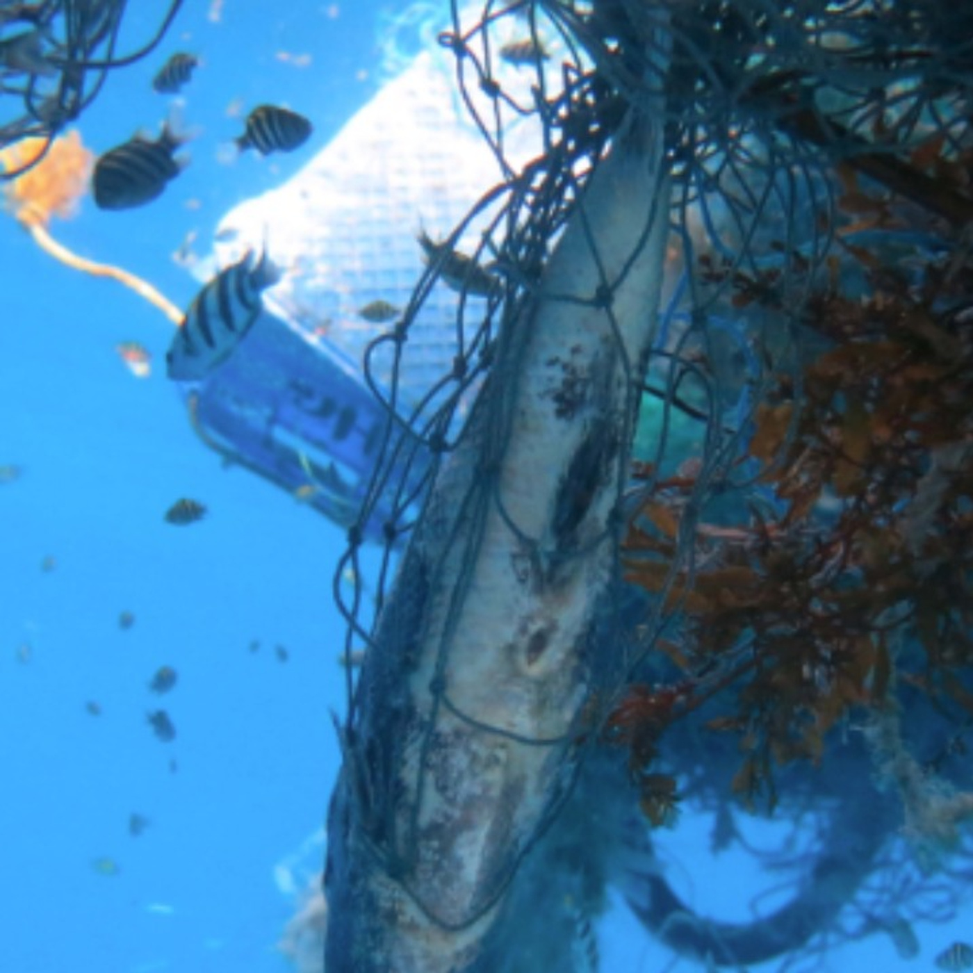 Swimming in an Ocean of Plastics and Hauling it Out