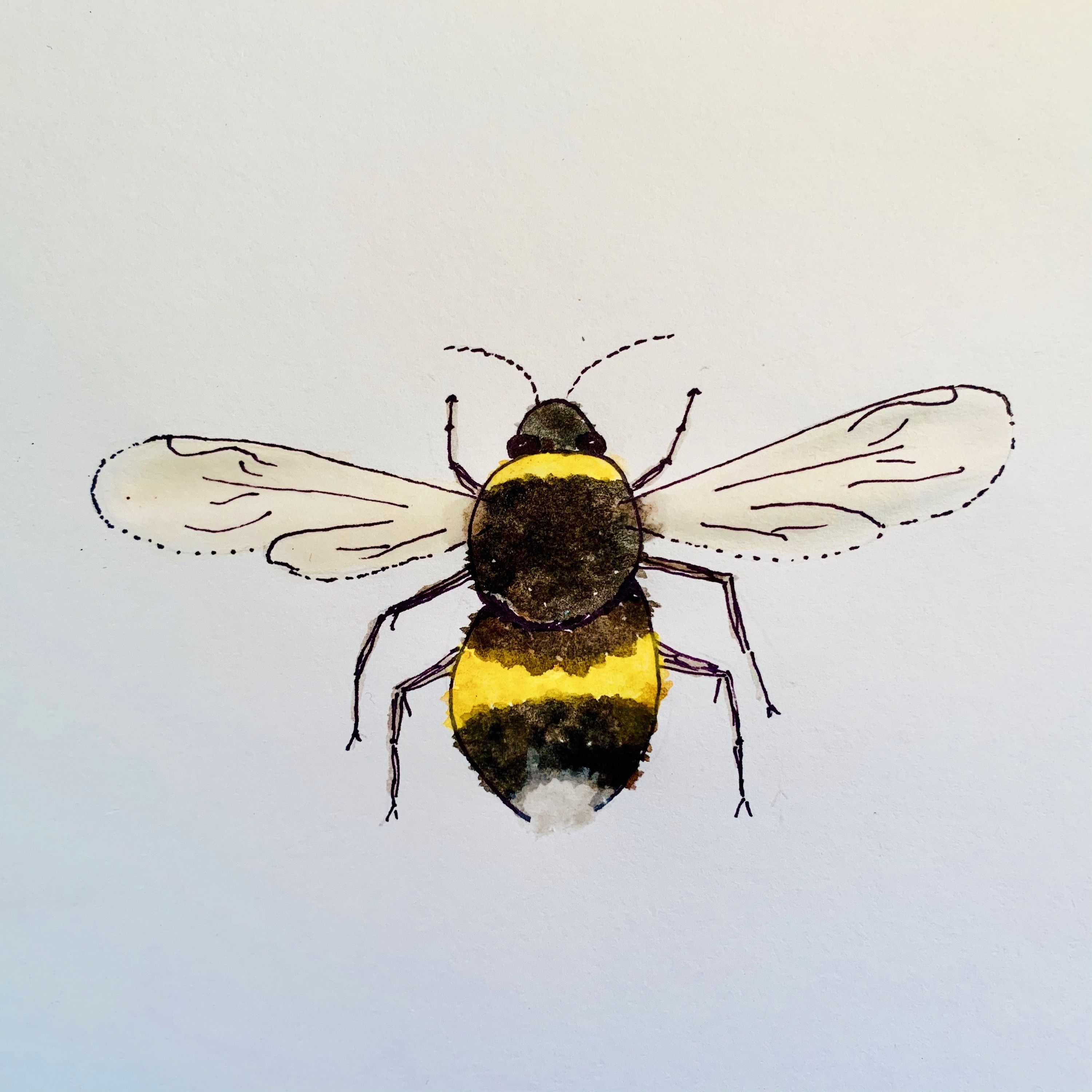 Pollinators! (bugs that help feed us)