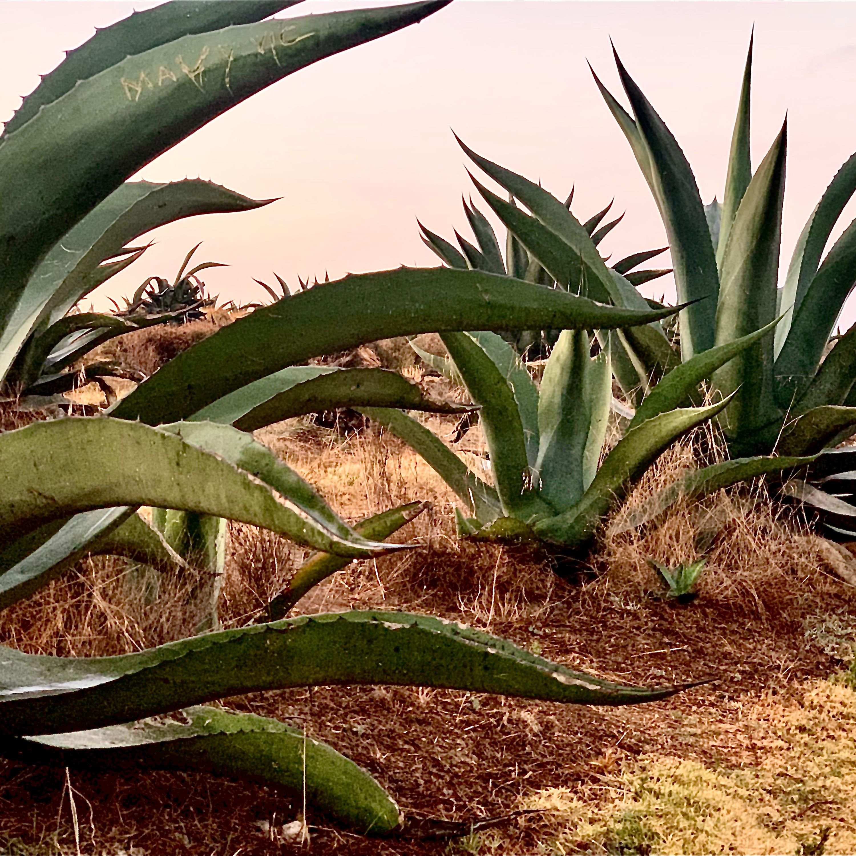 S1E2 What is Agave?